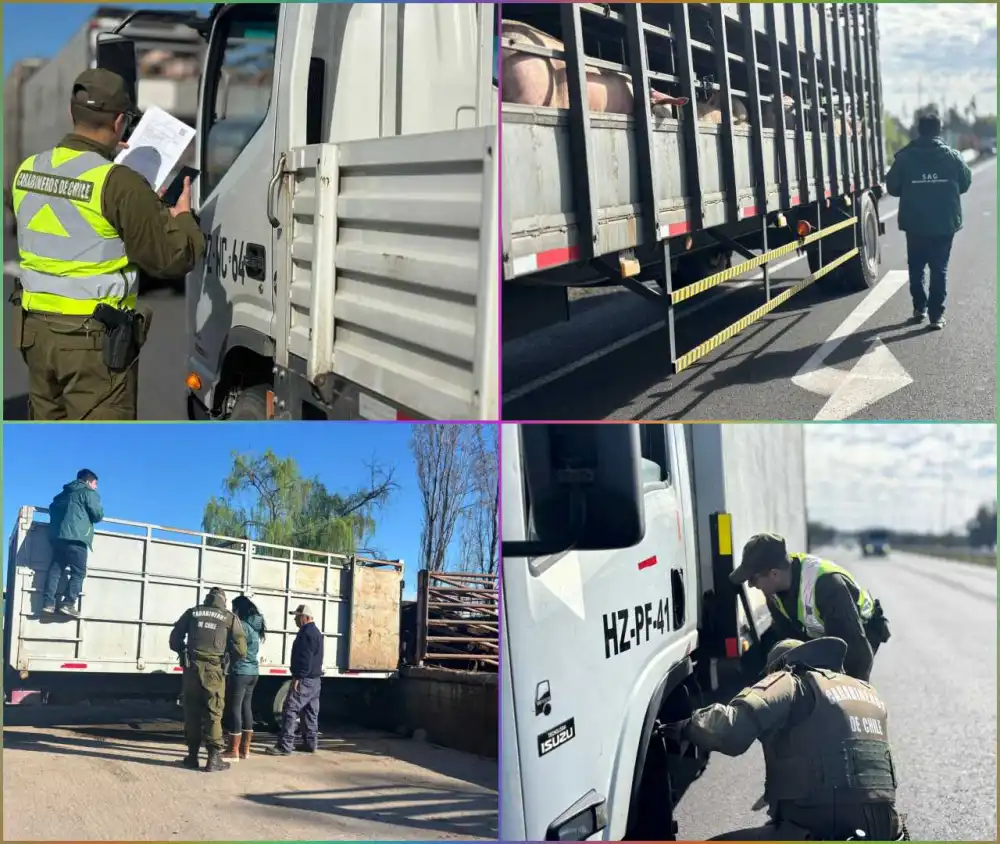 Carabineros Refuerza Controles Preventivos En Curico Ante El Inicio Del Mes De La Patria