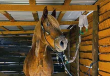 Chile se prepara para el nacimiento de su primer clon equino en San Fernando Chile Se Prepara Para El Nacimiento De Su Primer Clon Equino En San Fernando