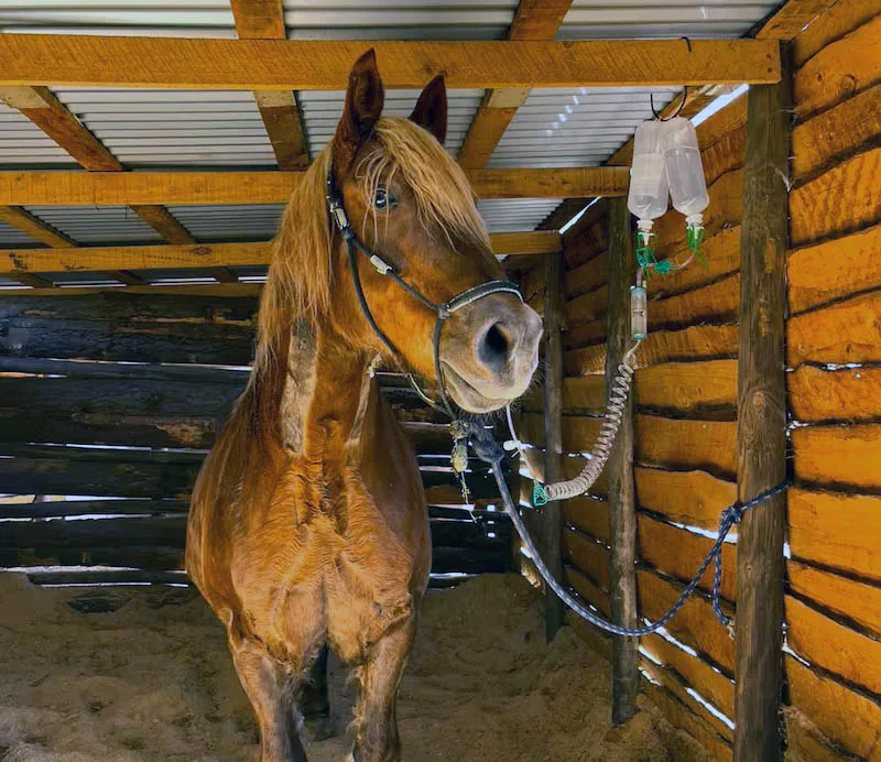 Chile Se Prepara Para El Nacimiento De Su Primer Clon Equino En San Fernando