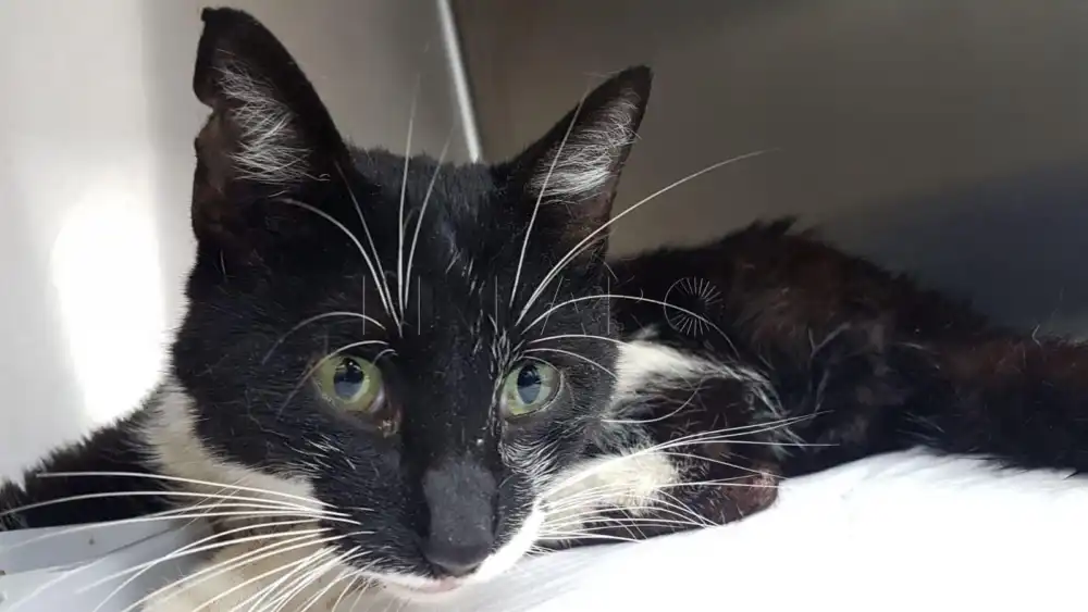 Hombre Es Condenado Por Maltrato Animal Tras Causar La Muerte De Un Gato En Quinta De Tilcoco