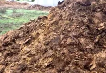 Llegó septiembre y un intenso olor a lo sería “guano” vuelve a sentirse en distintos sectores de Curicó Llego Septiembre Y Un Intenso Olor A Lo Seria Guano Vuelve A Sentirse En Distintos Sectores De Curico