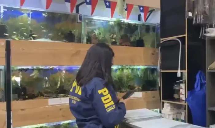 Pdi Fiscaliza Comercio De Especies Acuaticas Reguladas En Curico Y Romeral