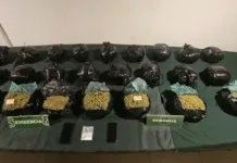 Prision Preventiva Para Conductor Sorprendido Transportando Mas De 25 Kilos De Marihuana En La Ruta 5 Sur
