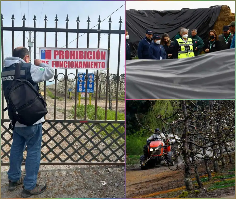 Prohiben Funcionamiento De Empresa Por Uso De Guano Humedo Asociado A Malos Olores En Curico