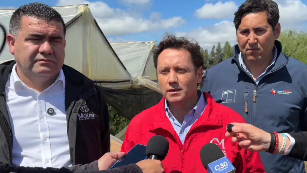 Gobernador Del Maule Pide Decretar Emergencia Agricola Tras Graves Danos Provocados Por Granizadas