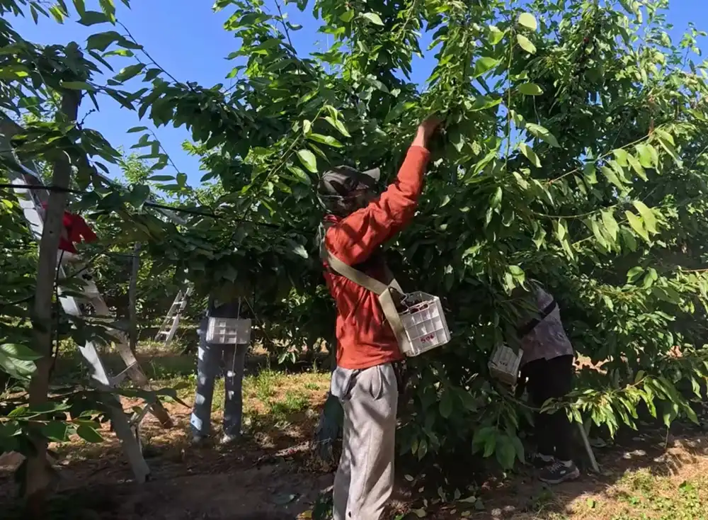 Jornada En Curico Abordara Contratacion De Extranjeros Ante Proxima Temporada De Cosechas En El Maule