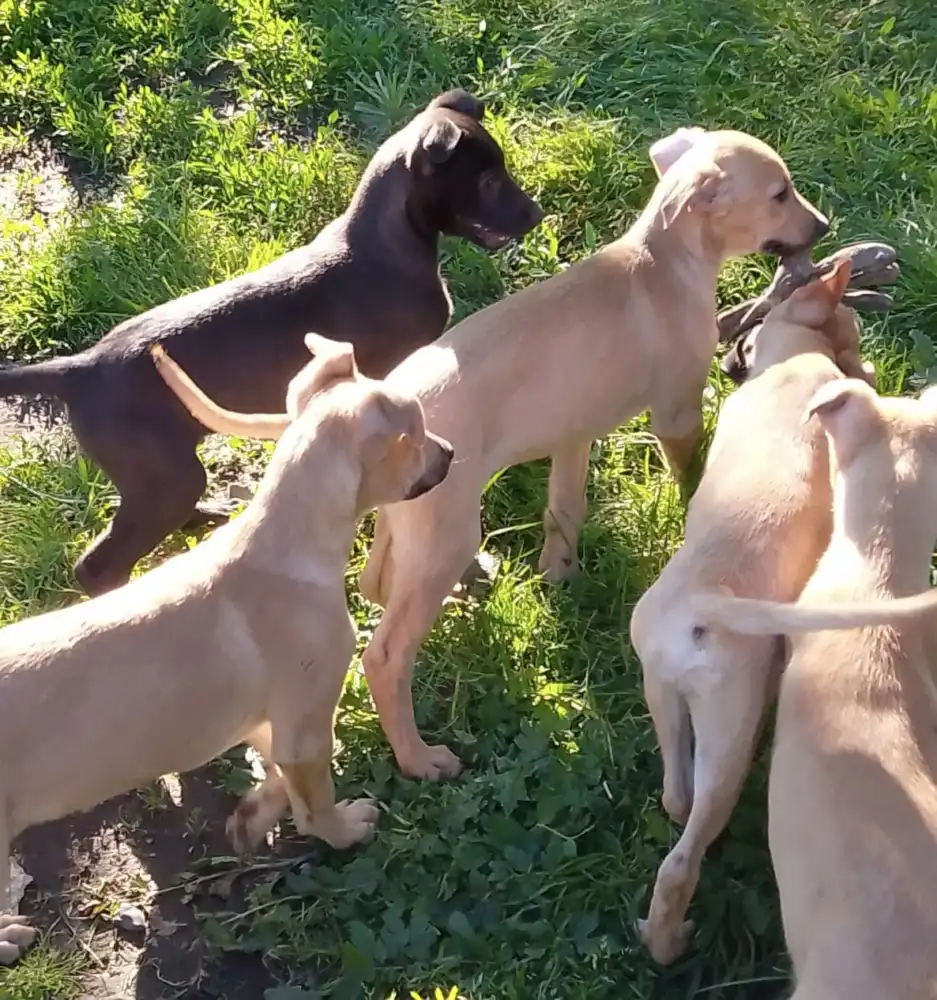 Protectora De Animales De Curico Debera Abandonar Su Refugio Y Solicita Apoyo Para Encontrar Una Solucion
